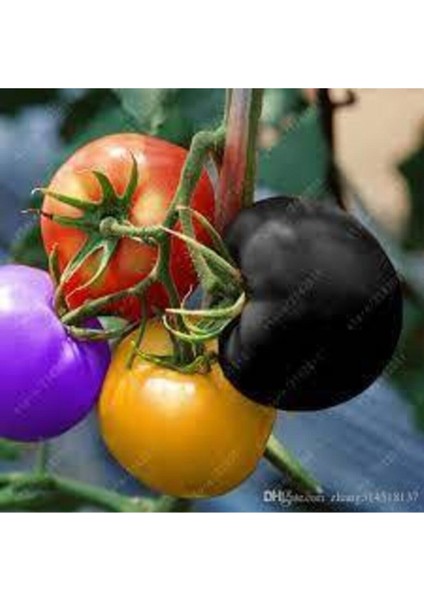20 Adet Tohum Nadir Gökkuşağı Domates Tohumu Organik Domates Rengarenk Domates Tohumu