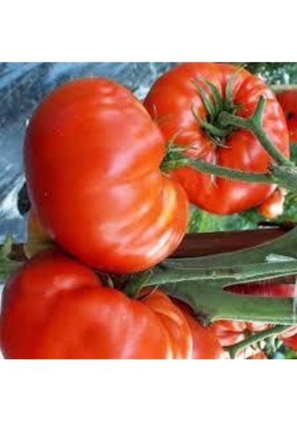 40 Adet Tohum Köy Domatesi Tohumu Yerli Tabak Köy Domates Tohumu Saksı Toprakla