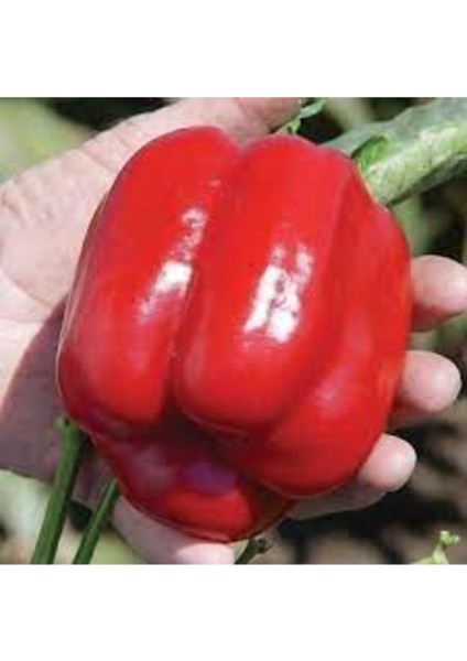 25 Adet Tohum Organik Kalifornia Kırmızı Dolmalık Biber Tohumu Hediye Tohumlu