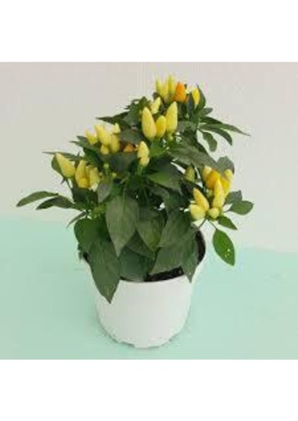 50 Adet Tohum Acı Organik Golden Cayenne Biber Tohumu Sarı Sivri Biber Sürpriz Hediye Sebze Tohumu fiyatları