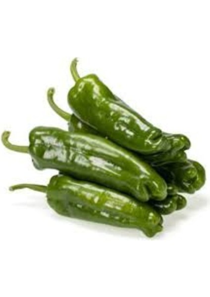 50 Adet Tohum Nadir Yeşil Sofralık Mazamat Yeşil Tatlı Biber Tohumu Organik Hediye Tohumlu