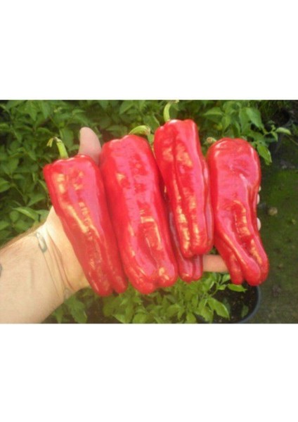 150 Adet Tohum Organik Çok Acı Urfa Isot Biberi Tohumu Biber Tohumu Sürpriz Hediye Tohumlud