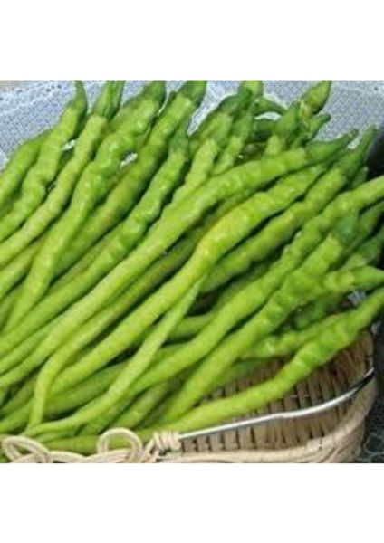 25 Adet Tohum Burkalem Biber Tohumu Burkalem Kıl Biber Tohumu Tatlı Burkalem Sürpriz Hediyeli