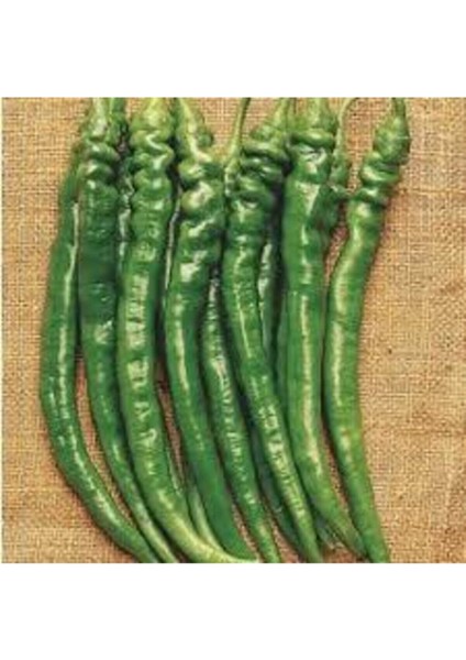 25 Adet Tohum Burkalem Biber Tohumu Burkalem Kıl Biber Tohumu Tatlı Burkalem Sürpriz Hediyeli modelleri