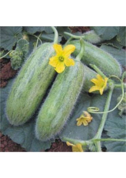 100 Adet Tohum Nadir Bulunan Tüylü Salatalık Tohumu Yerli Köy Salatalığı Tohum Tüylü Salatalık Tohum