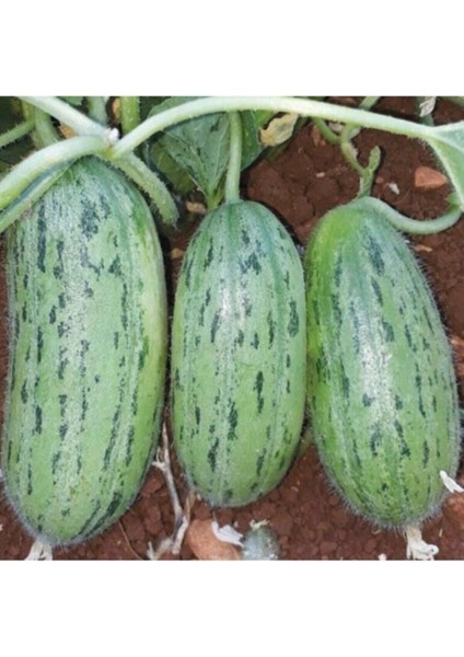 100 Adet Tohum Nadir Bulunan Tüylü Salatalık Tohumu Yerli Köy Salatalığı Tohum Tüylü Salatalık Tohum fiyatları