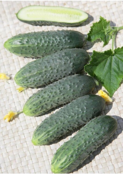 25 Adet Tohum Kornişon Salatalık Tohumu Kıtır Kornişon Salatalığı Sürpriz Hediye Sebze Tohumludur