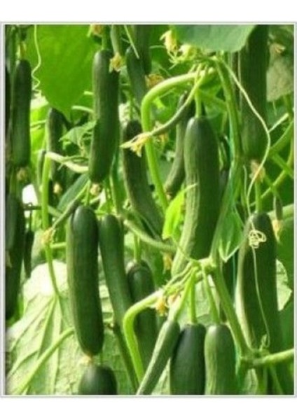 20 Adet Tohum Kaliteli Taze Organik Antalya Sırık Badem Köy Salatalığı Tohumu Hediye Tohum