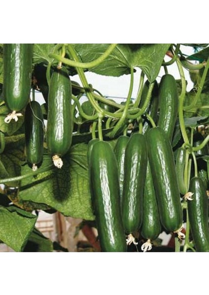 20 Adet Tohum Kaliteli Taze Organik Antalya Sırık Badem Köy Salatalığı Tohumu Hediye Tohum modelleri