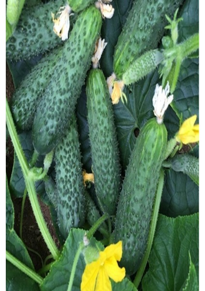 150 Adet Tohum Kornişon Saksılık Salatalık Tohumu Kıtır Kornişon Saksı Toprak Hediyemizdir