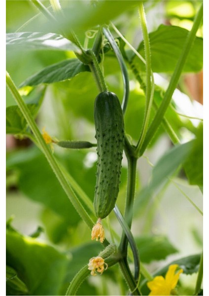 100 Adet Tohum Yeşil Kornişon Salatalık Tohumu Kıtır Kornişon Salatalığı Turşuluk Sürpriz Hediye