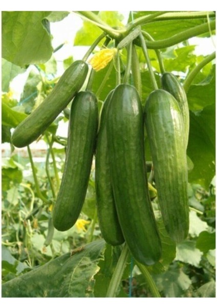 200 Adet Tohum Organik Çengelköy Hıyar Salatalık Tohumu Çengel Köy Tohumu Yeni Mahsul Su Salatalık