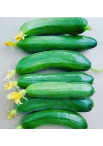 50 Adet Tohum Silor Yerli Parmak Salatalık Tohumu Sülor Salatalık Sürpriz Tohum