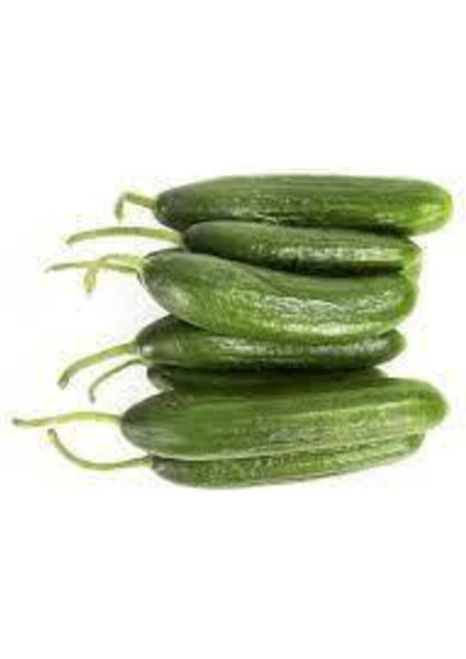 35 Adet Tohum Salatalık Tohumu Çengelköy Salatalık Hıyar Saksı Toprak Hediye Süpriz Hediye Tohum