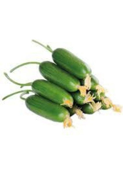 35 Adet Tohum Salatalık Tohumu Çengelköy Salatalık Hıyar Saksı Toprak Hediye Süpriz Hediye Tohum fiyatları