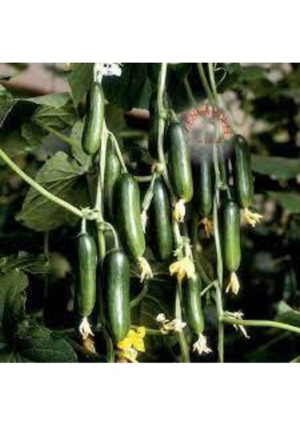 35 Adet Tohum Salatalık Tohumu Çengelköy Salatalık Hıyar Saksı Toprak Hediye Süpriz Hediye Tohum modelleri