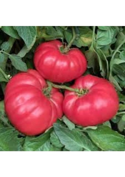 200 Adet Tohum Iri Okka Köy Domatesi Oturak Domates Tohumu Organik Taze Tohum