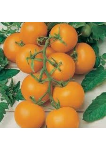 50 Adet Tohum Nadir Sarı Erik Domates Tohumu Yeni Sezon Domates Tohumu