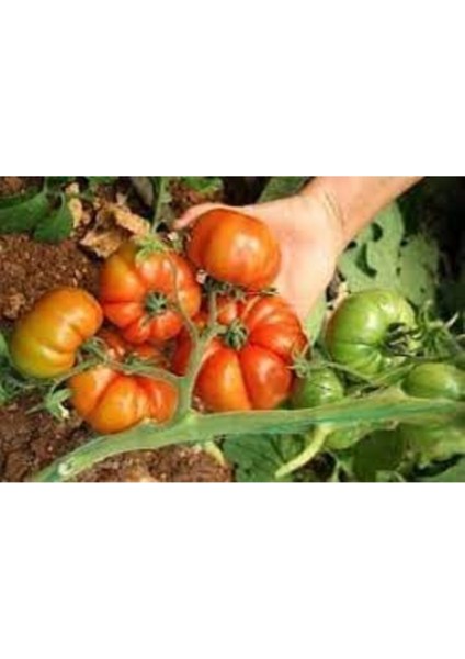 100 Adet Tohum Organik İri Elazığ Köy Domatesi Tohumu Yeni Yayla Hasat