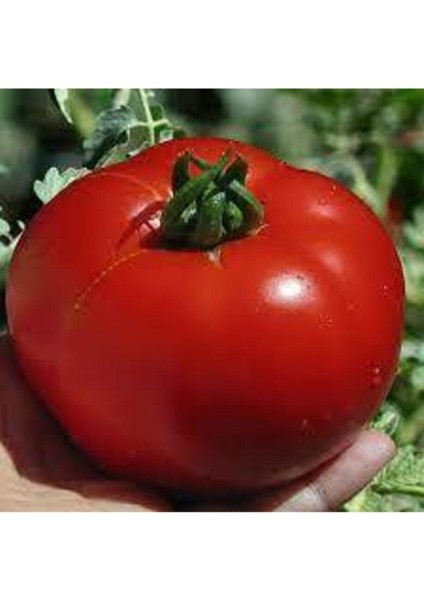 50 Adet Tohum Nadir Bulunan Kırmızı Falcon Yerli İri Domates Tohumu Hediye Tohum