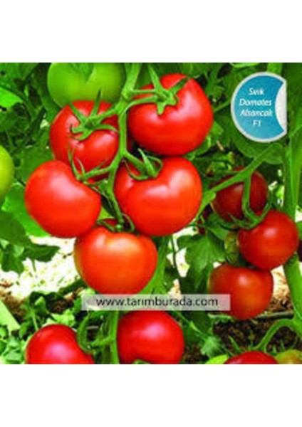 35 Adet Tohum Eko Paket Sırık Domates Tohumu Domates Tohumu Sırık Domates Süpriz Hediye Tohumlu