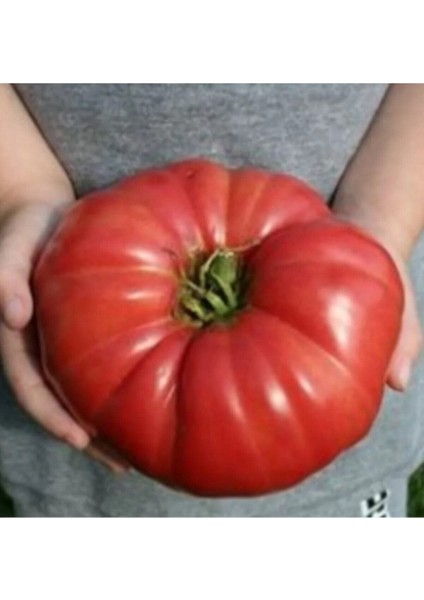 200 Adet Tohum Nadir İthal Dev Hollanda Domates Tohum Hollanda Domates Tohum Sürpriz Hediye Tohumlu