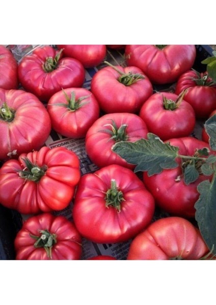 100 Adet Tohum Nadir İri Pembe Köy Domatesi Domates Tohumu Saksı Toprak Hediyemizdir