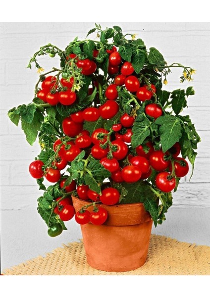 100 Adet Tohum Nadir Saksılık Kırmızı Çeri Cherry Domatesi Tohumu Mini Domates Saksı Toprak