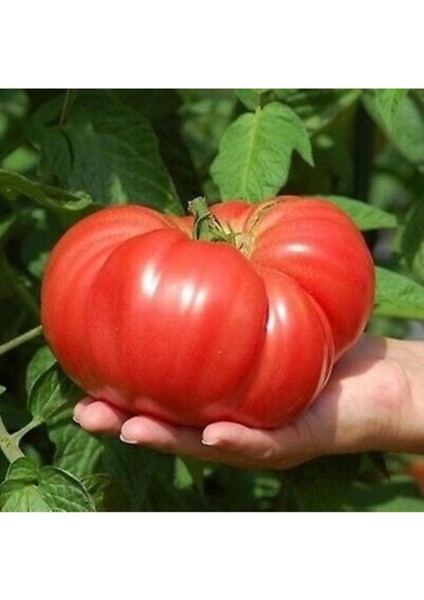 Eko Paket Nadir İthal Dev Hollanda Domates Tohumu Dev Domates 45 Adet Tohum
