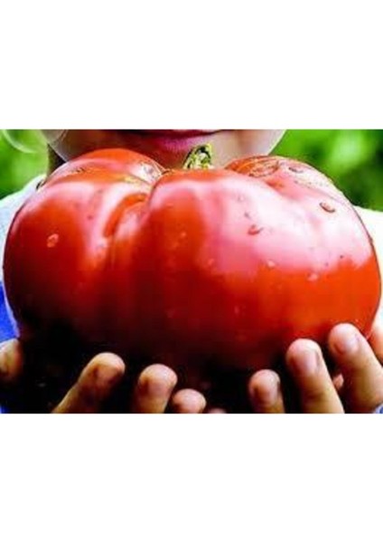 Eko Paket Nadir İthal Dev Hollanda Domates Tohumu Dev Domates 45 Adet Tohum fiyatları