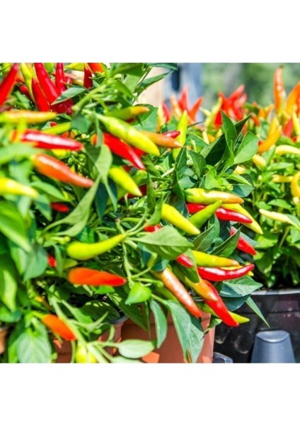 150 Adet Tohum Yeni Mahsül Mahsul Taze Mini Acı Süs Biberi Tohumu Biber Tohumu Saksı Topraklı