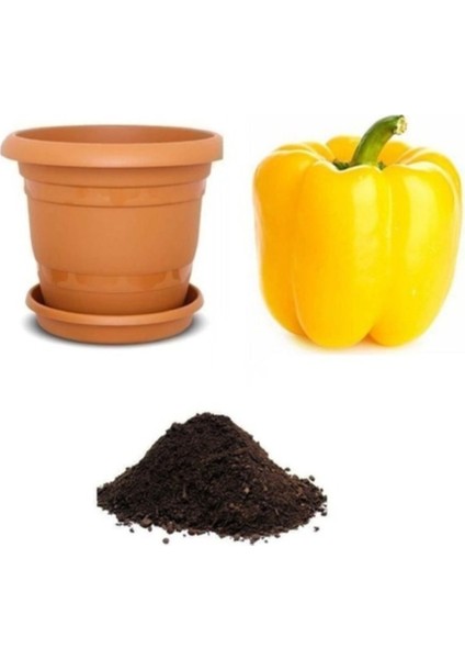 25 Adet Tohum Organik Hobi Balkon Sarı Dolmalık Tatlı Biber Tohumu Saksı Toprak Hediye