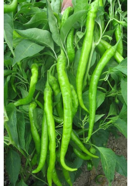 100 Adet Tohum Organik Saksılık Yeşil Acı Demre Biber Tohumu Yeni Hasat Tohum Saksı Toprak