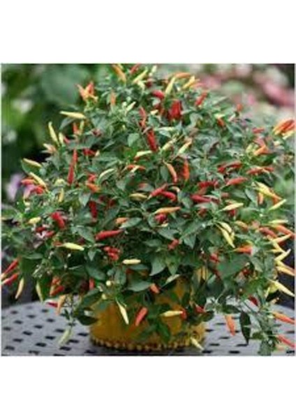 20 Adet Tohum Süs Biberi Tohumu Yeşil Cin Biber Tohumu Sürpriz Hediye Tohumlu