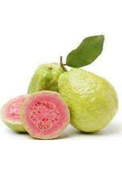 10 Adet Tohum Nadir Guava Meyve Ağaç Tohumu Tropikal İthal Meyve Tohumu Hediye Tohumu fiyatları