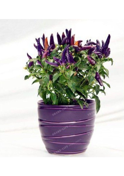 100 Adet Tohum Çok Acı Mor Süs Biberi Tohumu Organik Bahçe Süs Mor Biber Tohum Saksı Toprak Hediye