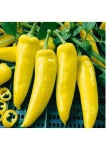 50 Adet Tohum Organik Bahçe Sarı Etli Kapya Biberi Biber Tohumu Saksı Toprak Hediyemiz