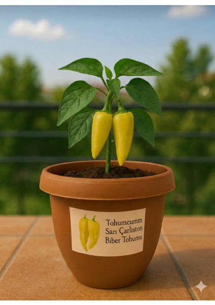 25 Adet Sarı Çarliston Biber Tohumu + Saksı +Toprak