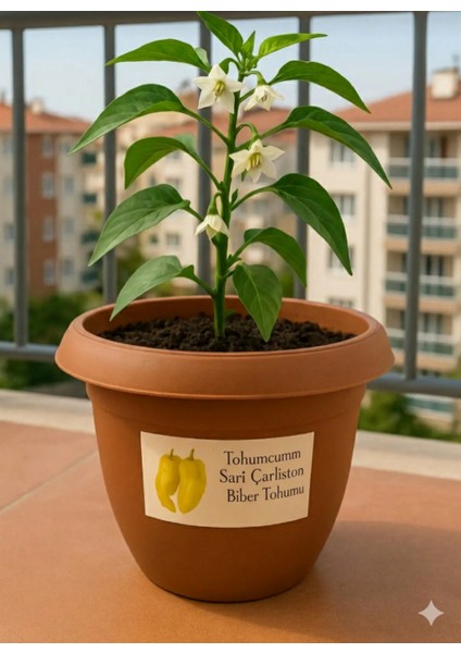 25 Adet Sarı Çarliston Biber Tohumu + Saksı +Toprak modelleri