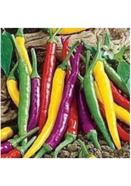 50 Adet Tohum Rengarenk Ceyenne Acı Biber Tohumu Sürpriz Hediye Sebze Tohumludur