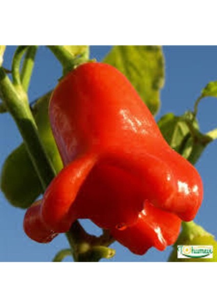 25 Adet Tohum Nadir Gül Biberi Tohumu Kırmızı Gül Biberi Tohumu Gül Biber Tohumu Saksı Toprak