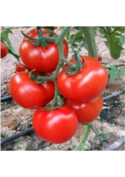 Erkenci İri Domates Tohumu Erkenci Domates Tohumu 15 Adet Tohum