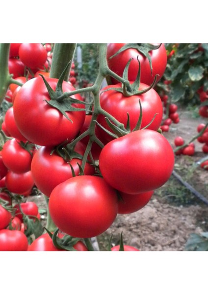 Erkenci İri Domates Tohumu Erkenci Domates Tohumu 15 Adet Tohum modelleri
