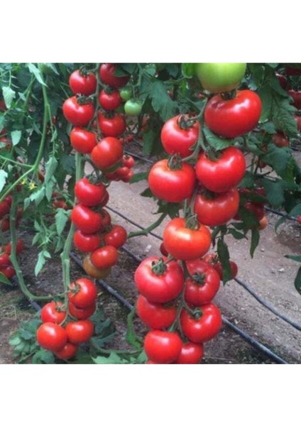 Erkenci İri Domates Tohumu Erkenci Domates Tohumu 15 Adet Tohum fırsatları