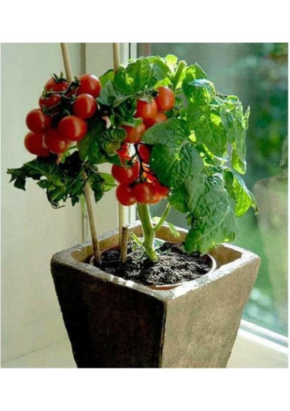 Cherry Domates Tohumu Saksılık Cherry Doates Tohumu 10 Adet Tohum