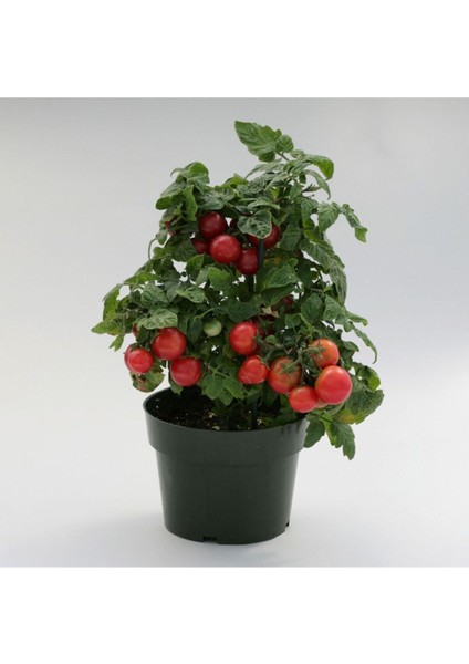 Cherry Domates Tohumu Saksılık Cherry Doates Tohumu 10 Adet Tohum fiyatları