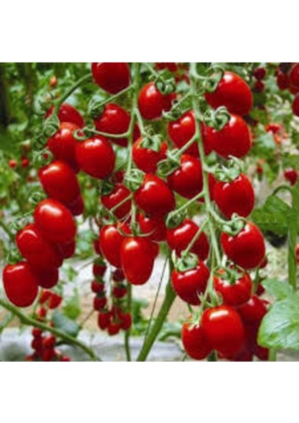 50 Adet Tohum Süper Paket Cherry Domates Tohumu Saksılık Sürpriz Hediye Tohumludur fiyatları