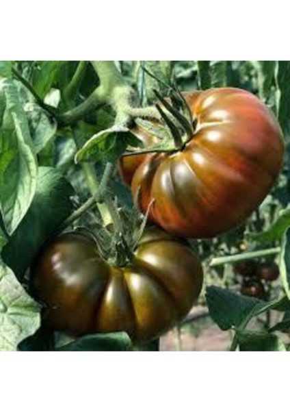30 Adet Tohum Köy Domatesi Tohumu Yerli Tabak Köy Domates Tohumu Saksı Toprakla fiyatları