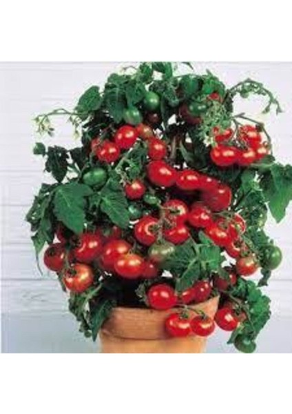 200 Adet Tohum Süper Paket Cherry Domates Tohumu Saksılık Süpriz Hediye Tohumludur