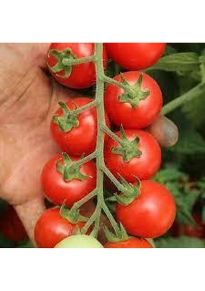 30 Adet Tohum Nadir İthal Pinpon Domates Tohumu Sürpriz Hediye Tohumla Gönderilir
